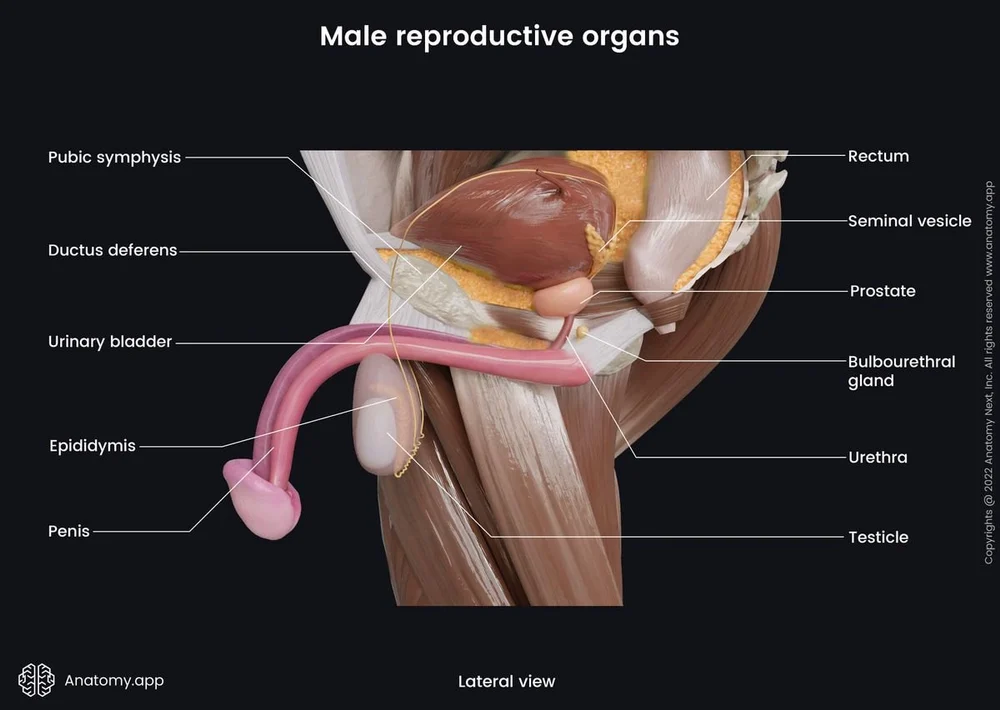 Premium Automatic Pump Male Organ Developer - Image 5