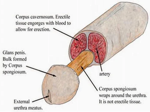 Russian Maral Size Enhancement Gel, 50 g - Image 5