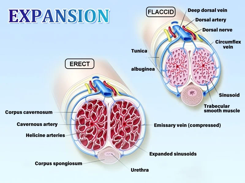 Premium Automatic Pump Male Organ Developer - Image 4